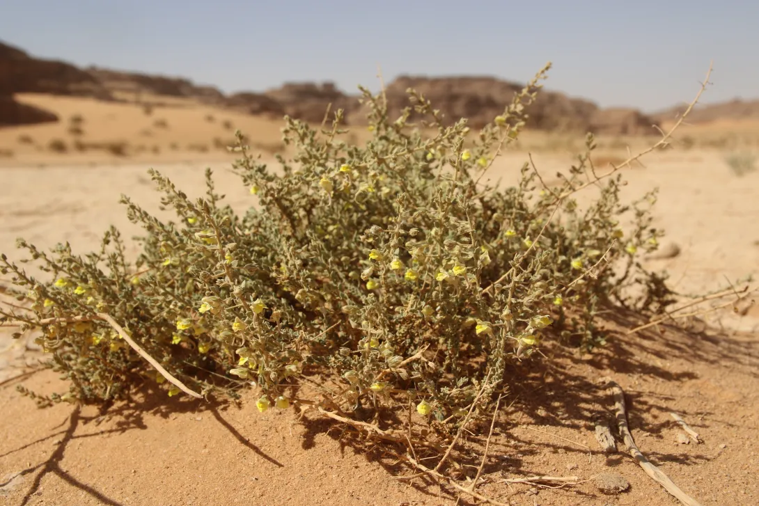 Whole plant