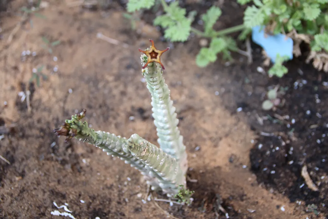 Caralluma petraea flower