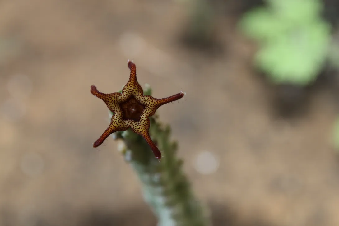 Caralluma petraea flower