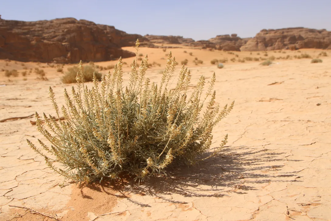 Whole plant