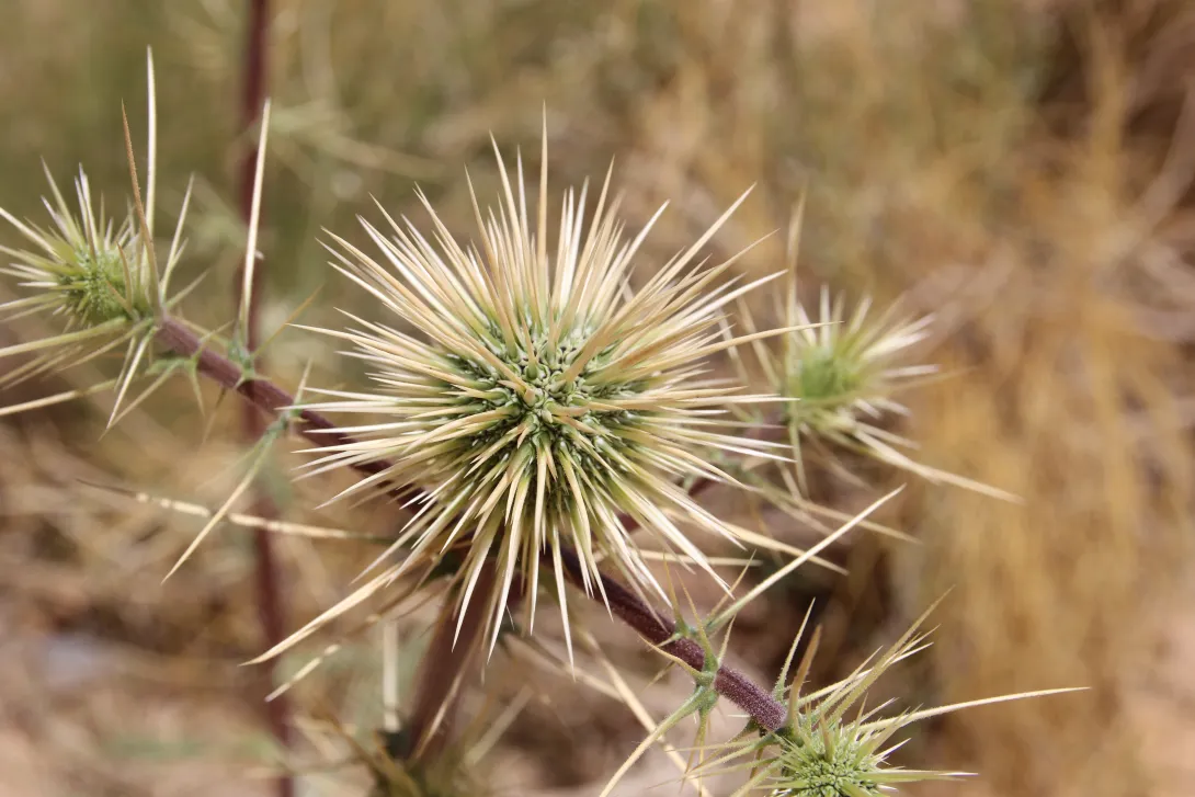 Echinops glaberrimus fruits