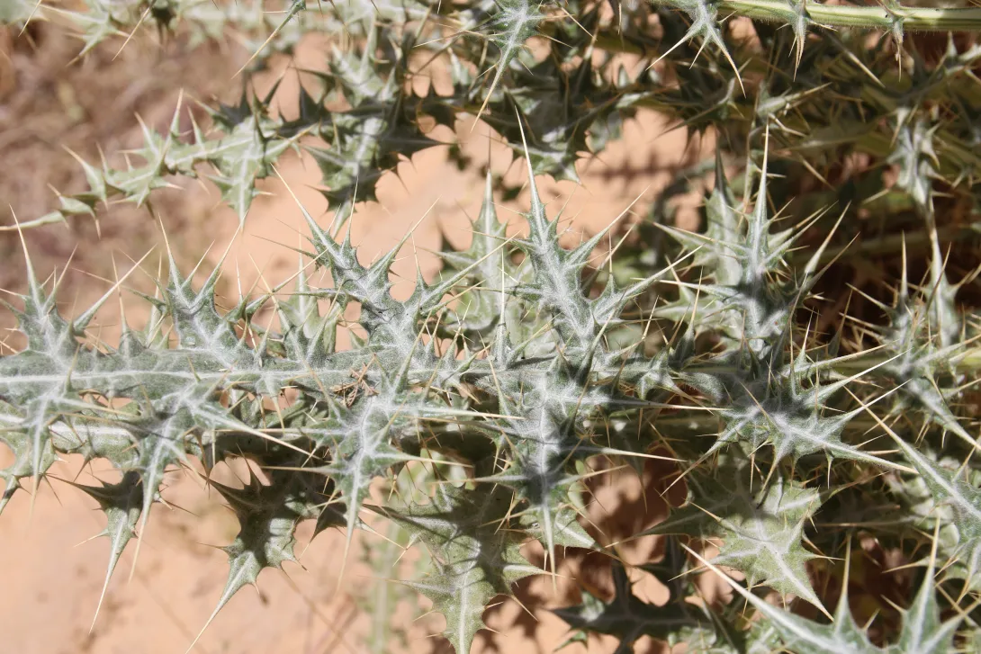 Echinops glaberrimus leaf
