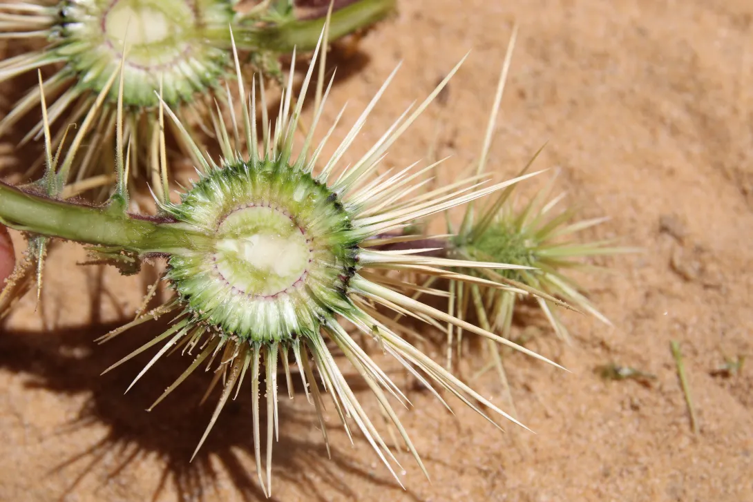 Echinops glaberrimus fruit