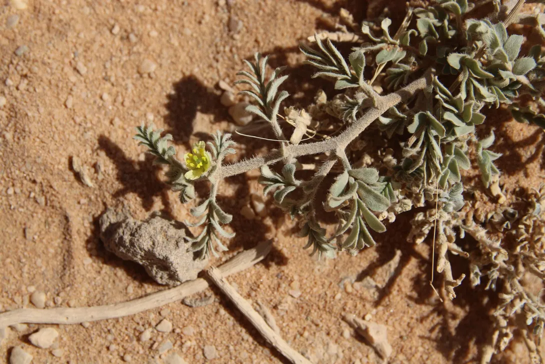 Tribulus terrestris floer
