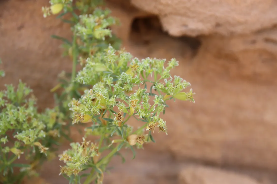 Pteranthus dichotomus fruits