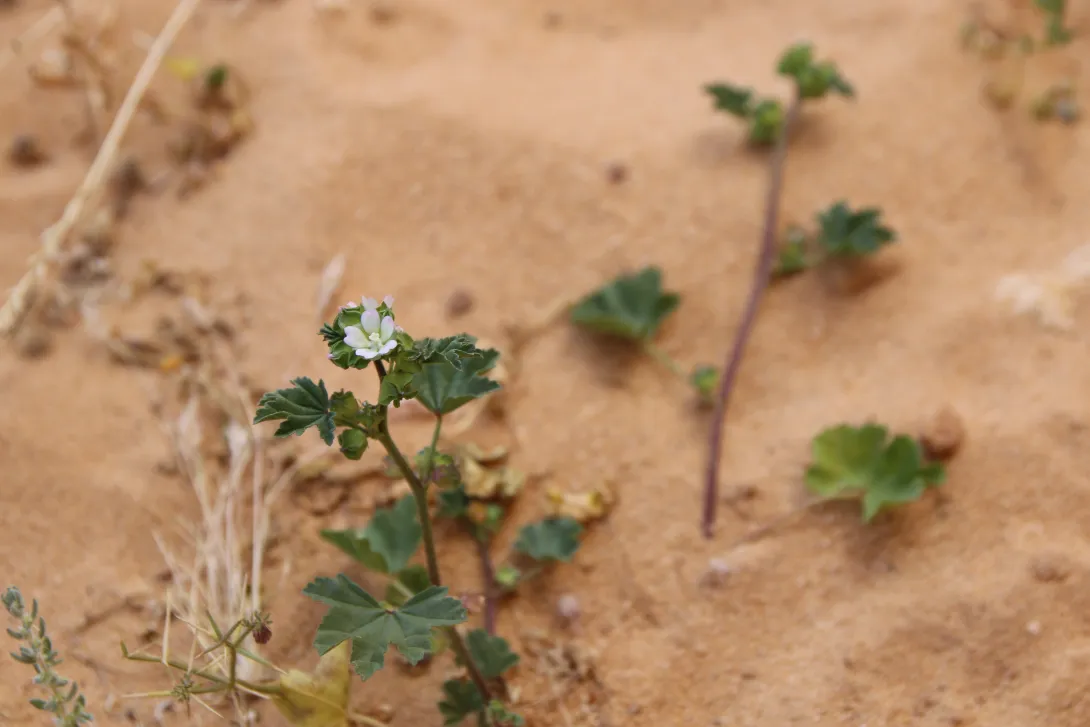 Malva parviflora flower