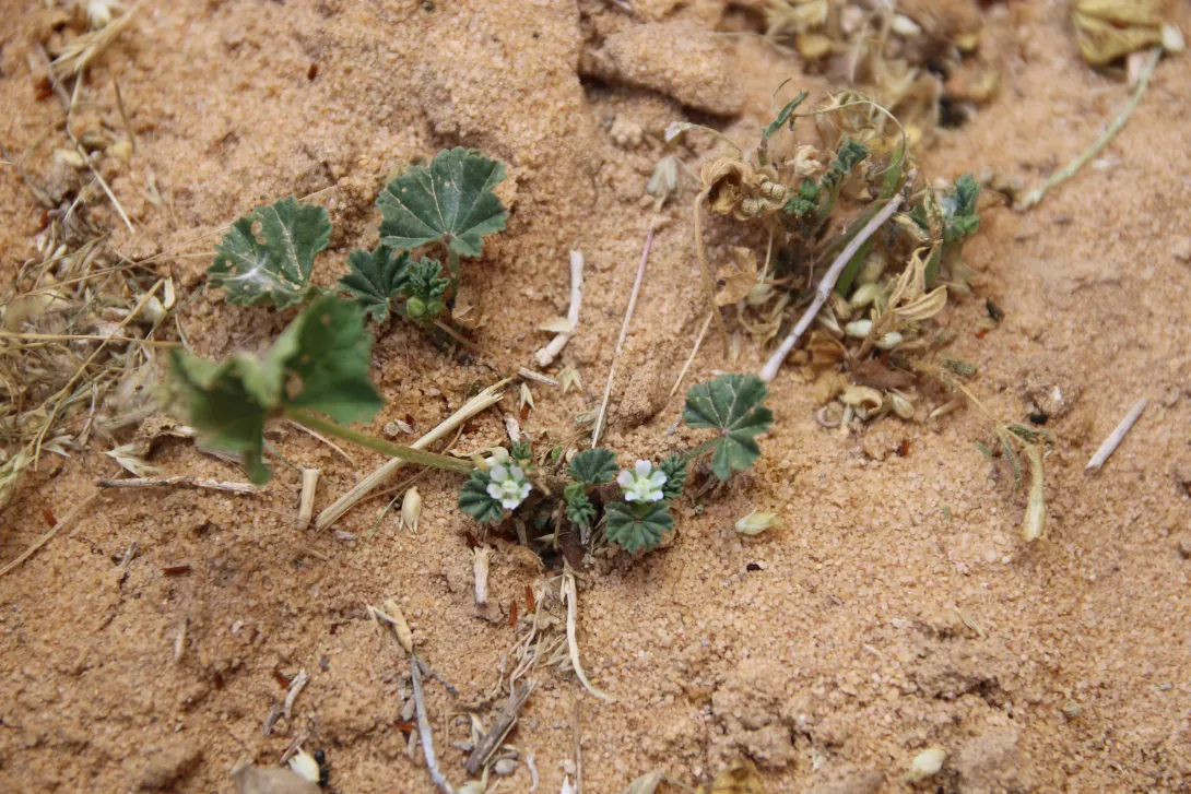 Malva parviflora flowers
