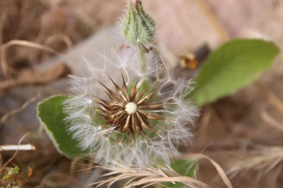 Urospermum picroides fruits
