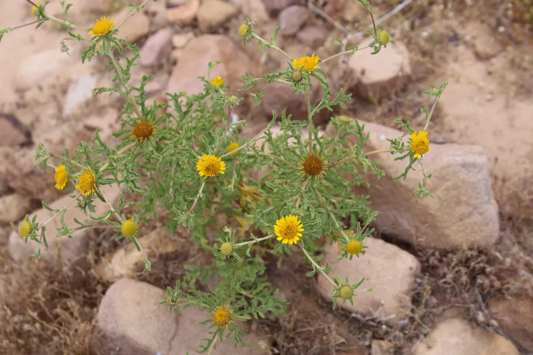 Whole plant