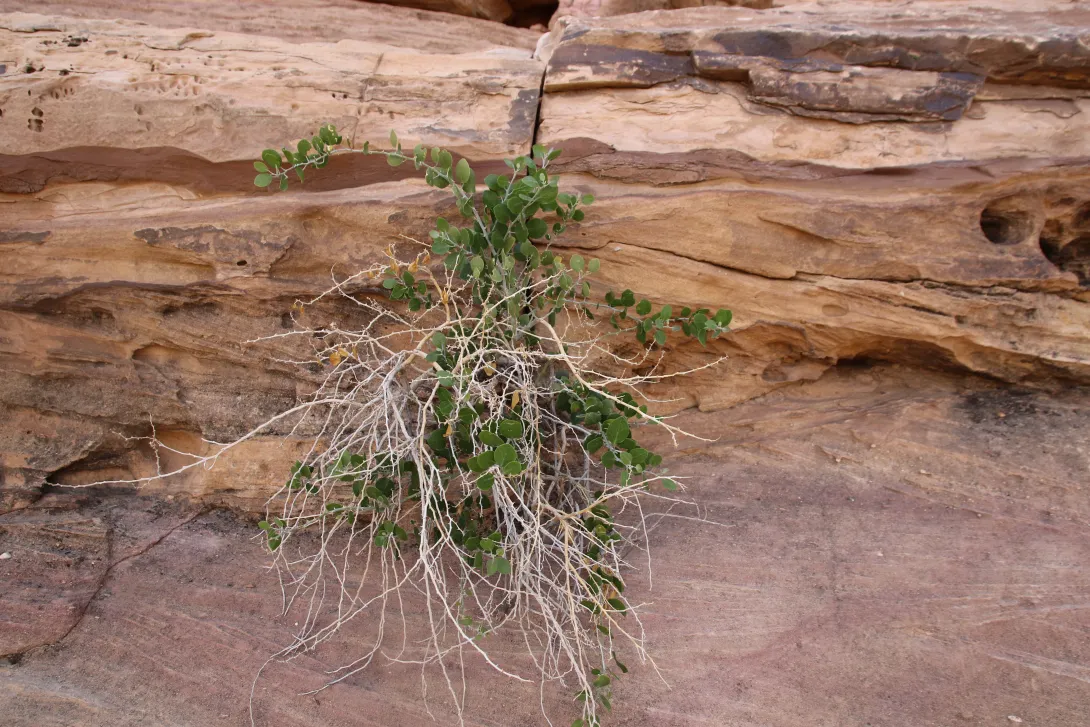 Whole plant