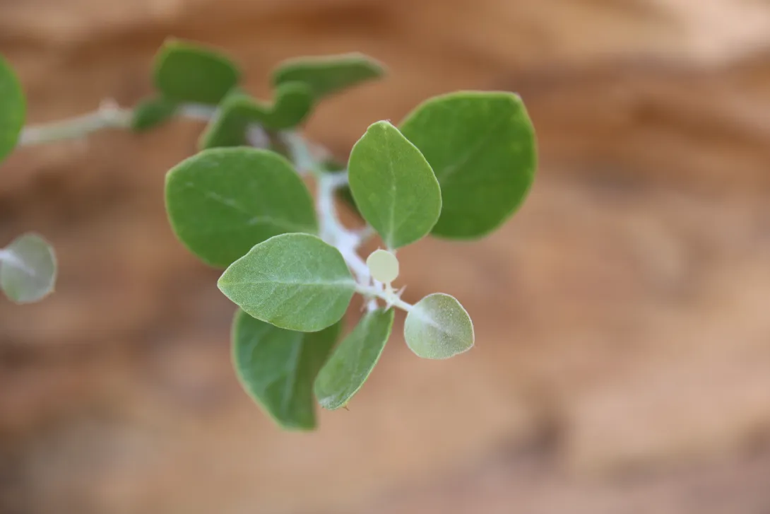 Capparis spinosa leaves