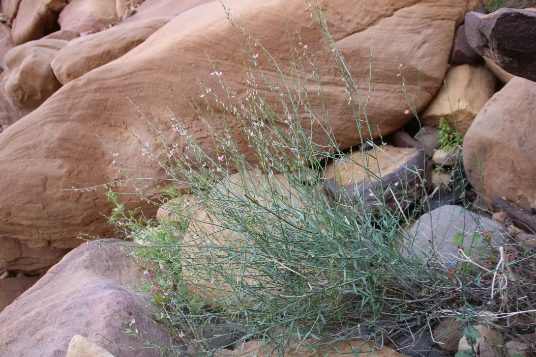 Whole plant