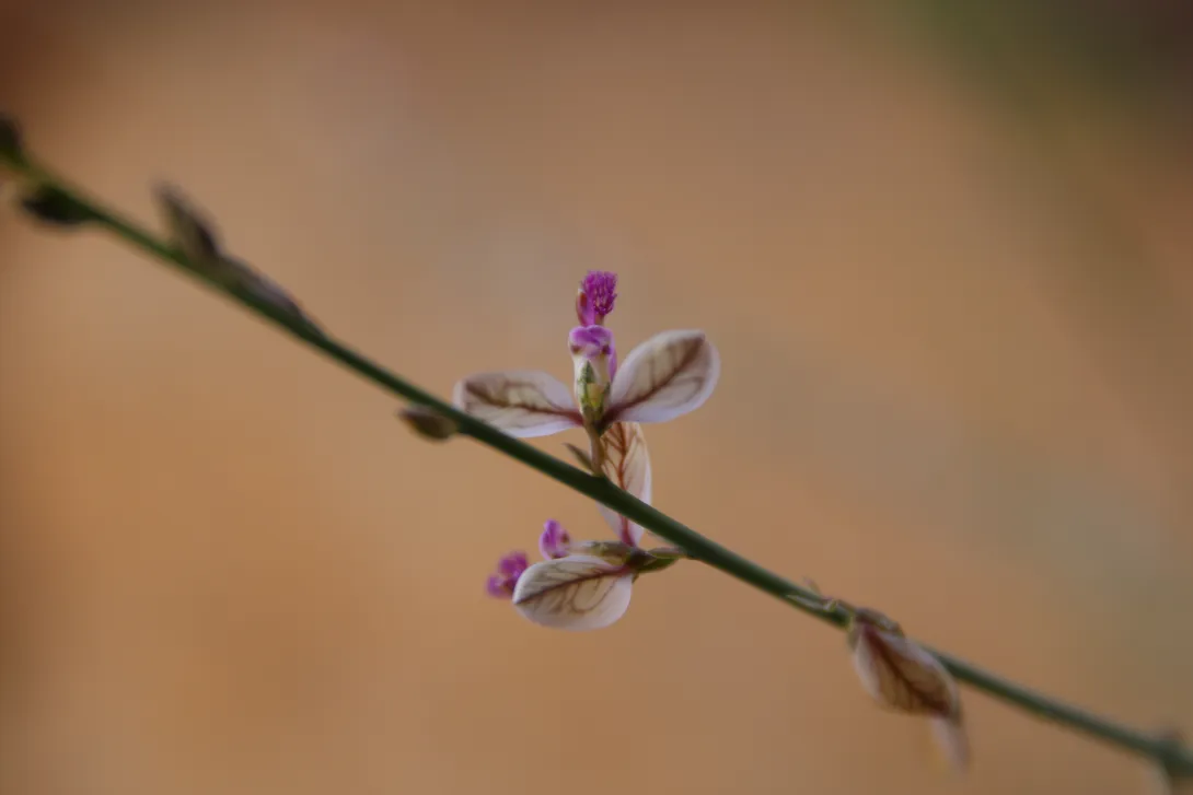 Polygala sinaica var. glabrescens flower
