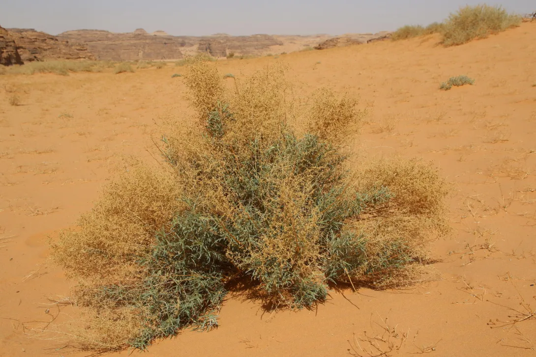 Artemisia monosperma