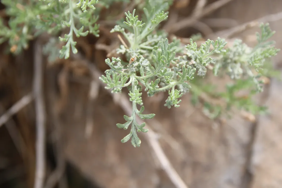 Artemisia sieberi leaves