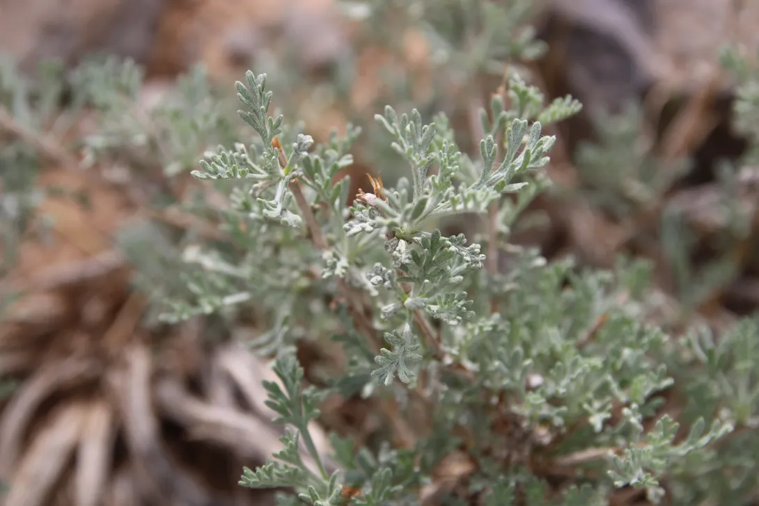 Artemisia sieberi leaves