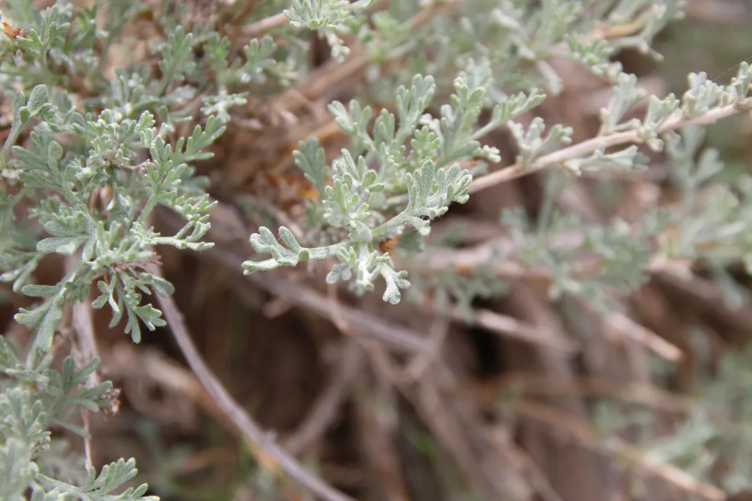 Artemisia sieberi leaves