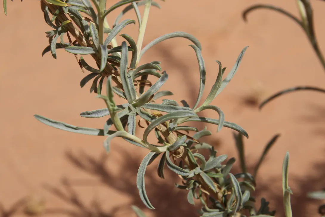Artemisia monosperma leaves