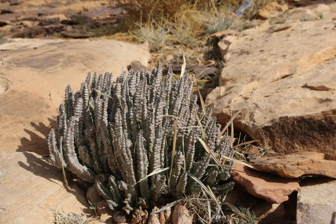Whole plant