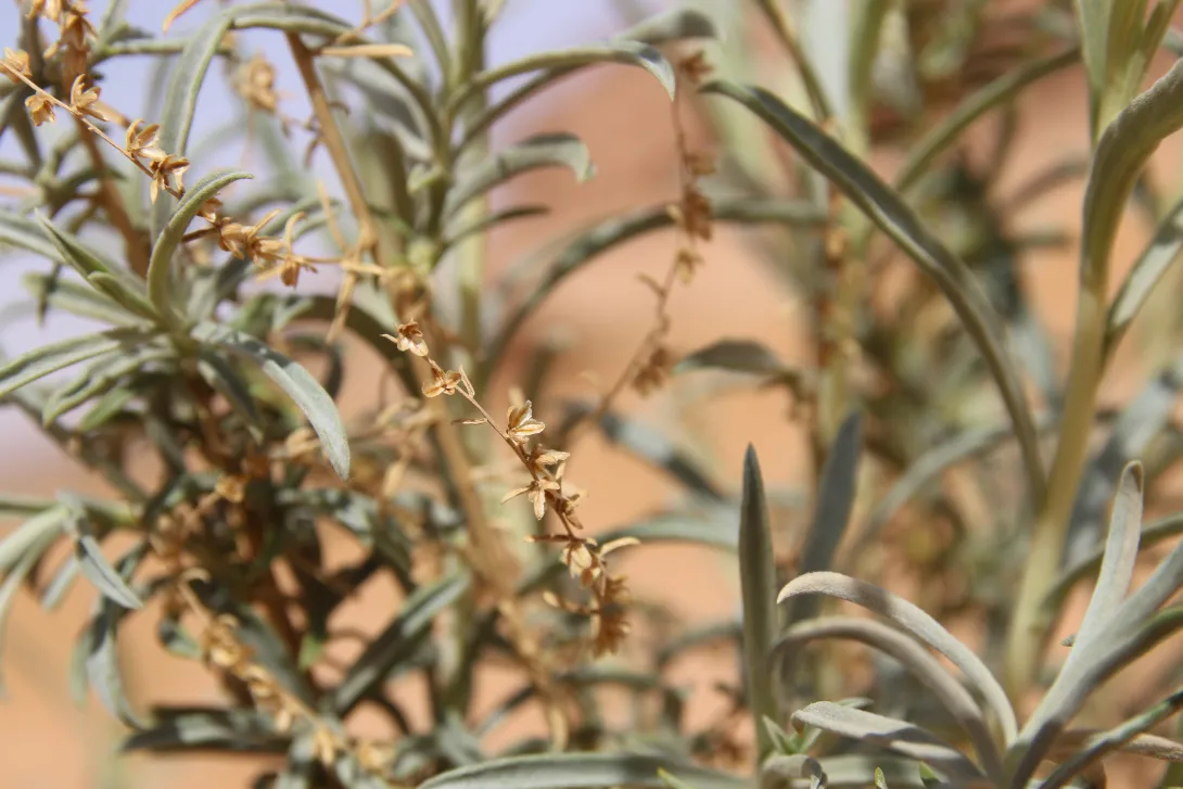 Artemisia monosperma fruits