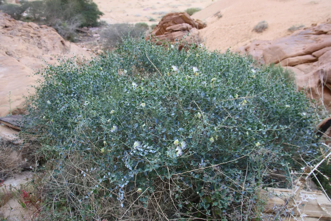 Whole plant