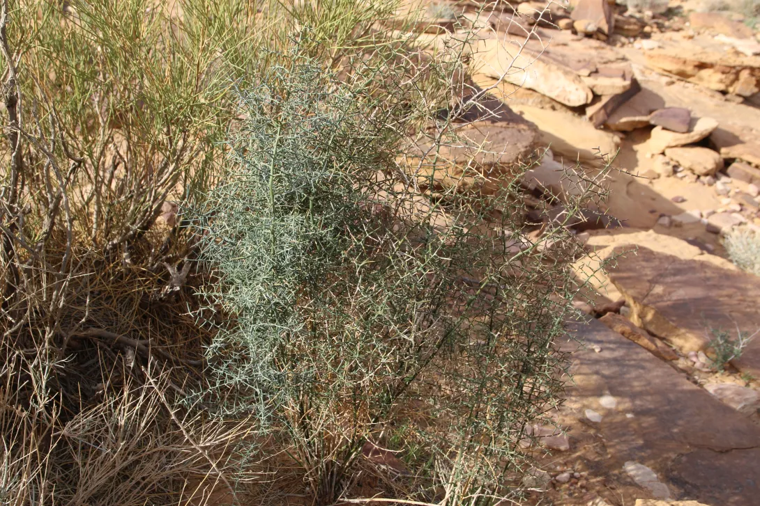Whole plant