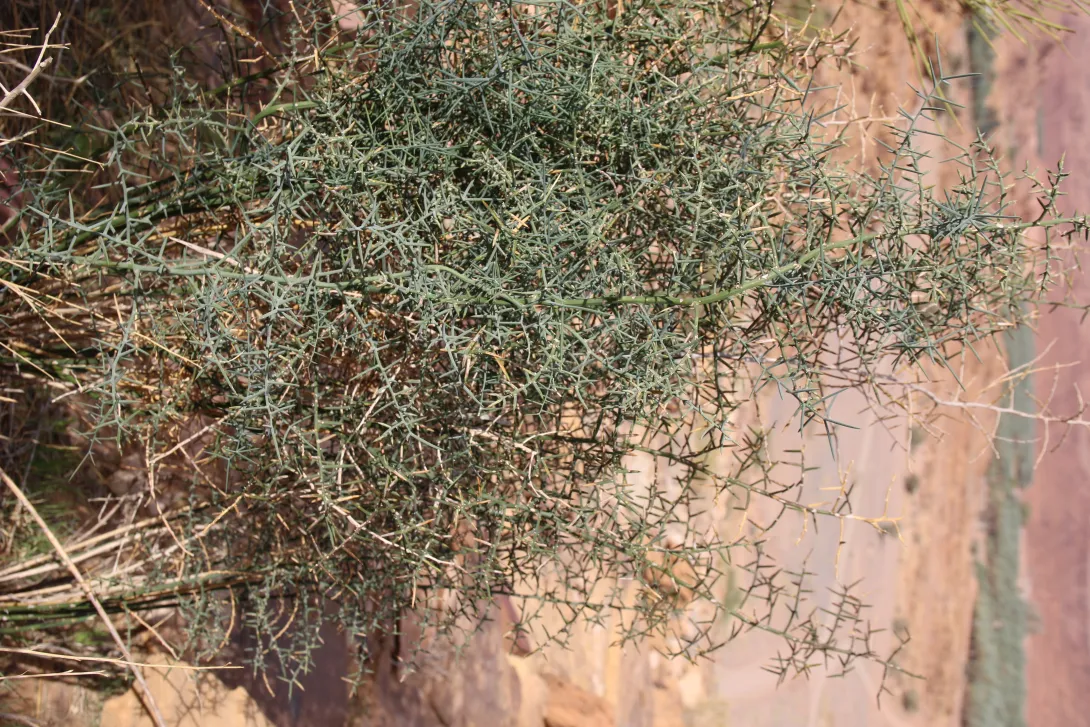 Whole plant