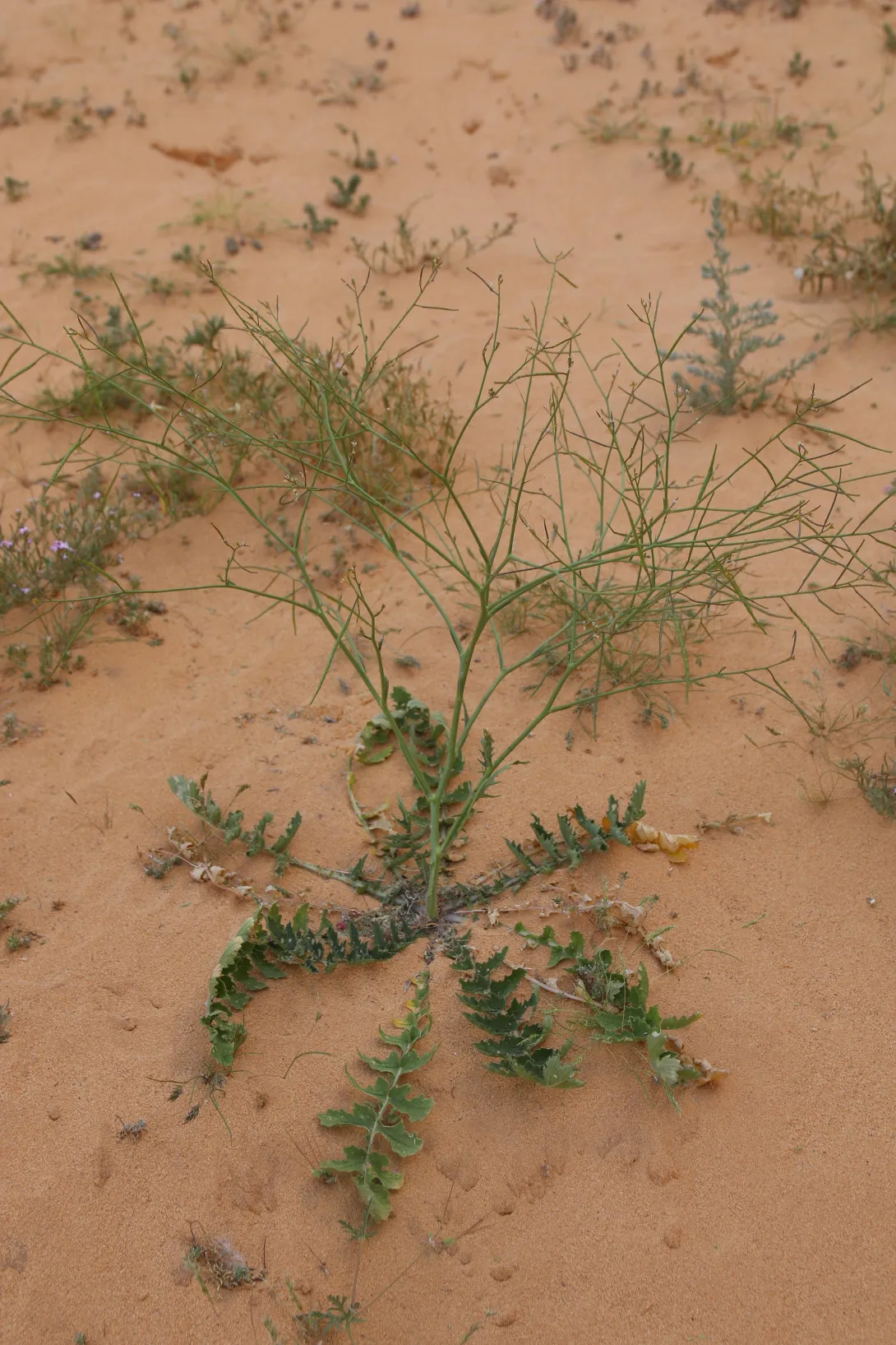 Whole plant