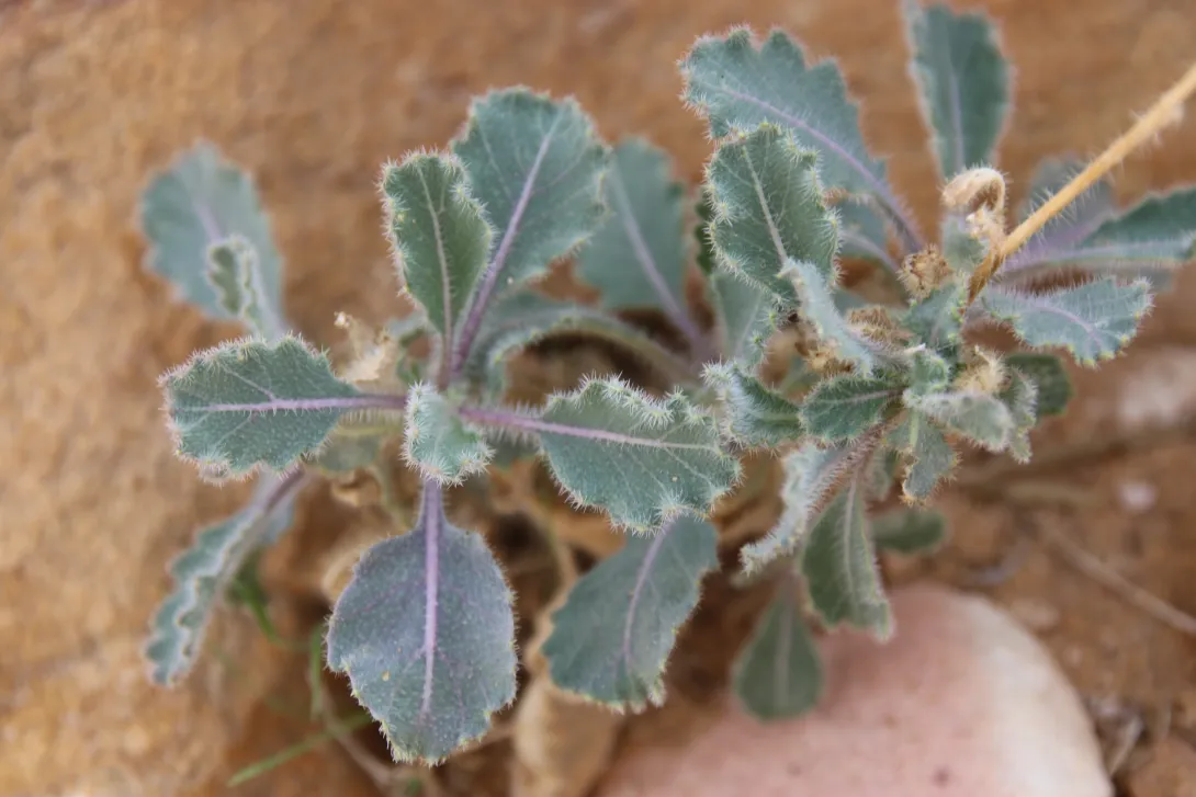 Whole plant