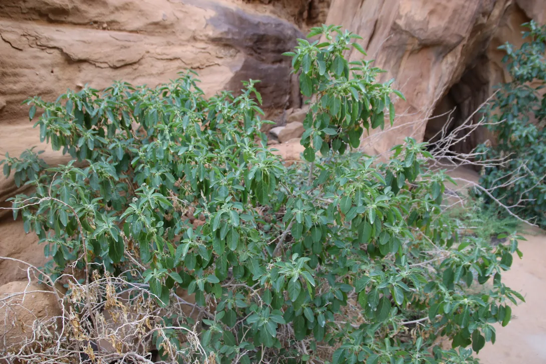 Whole plant