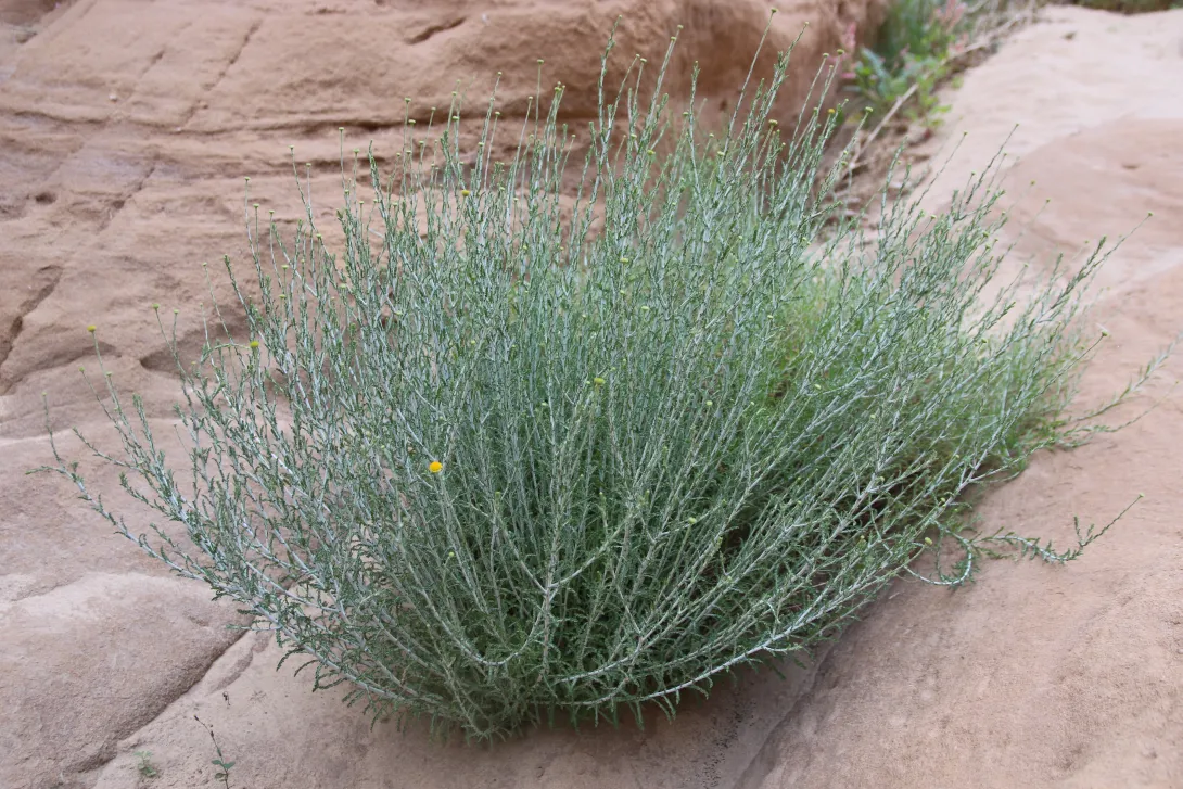 Whole plant