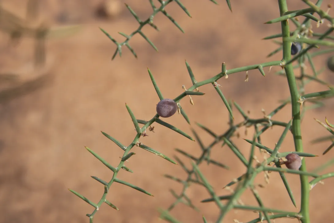 Asparagus horridus fruit