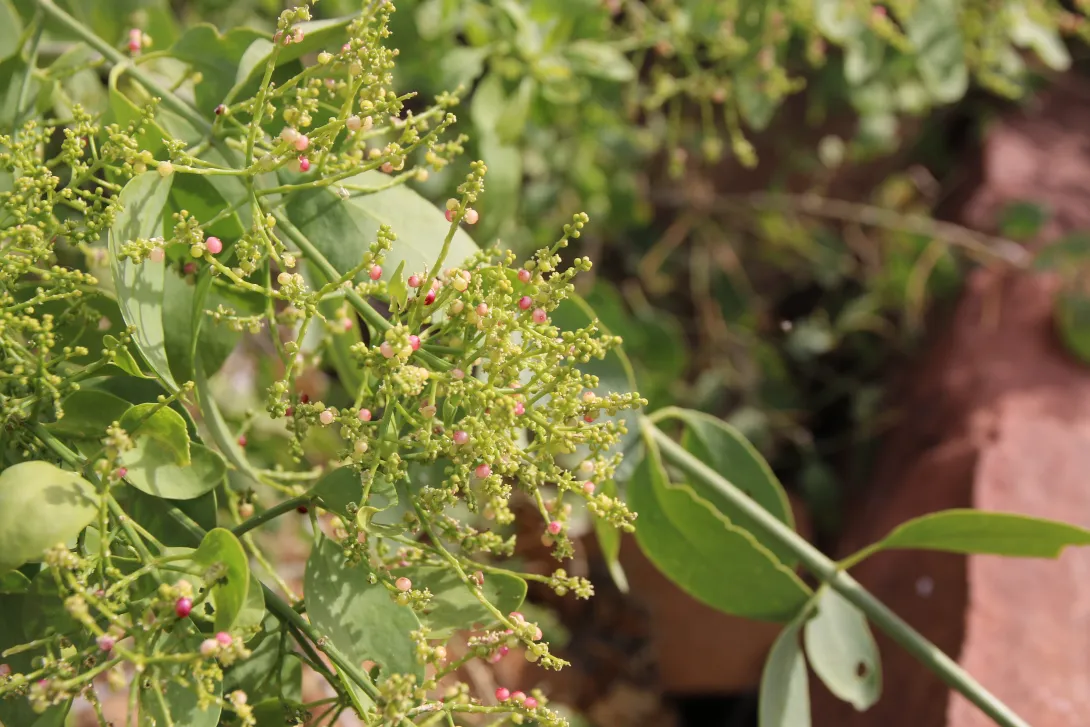 Salvadora persica flowers and fruits