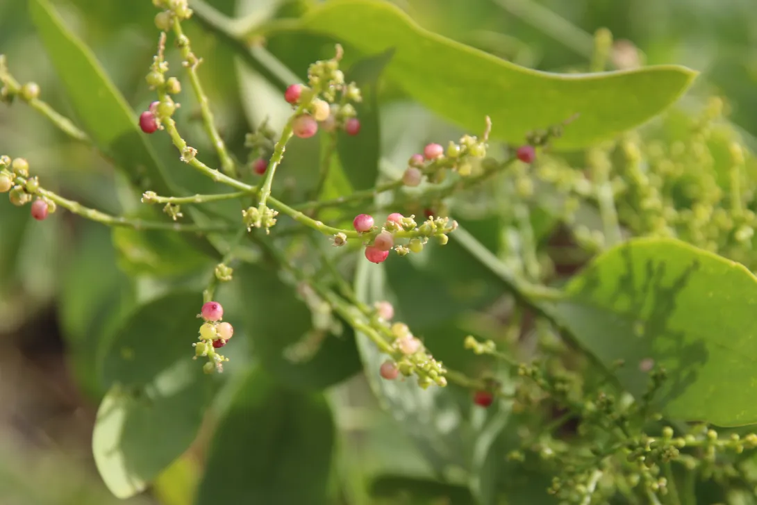 Salvadora persica flowers and fruits