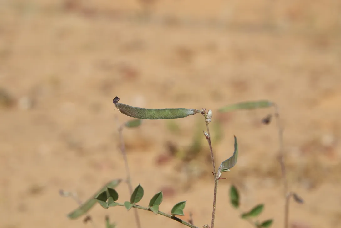 Tephrosia purpurea subsp. apollinea fruit