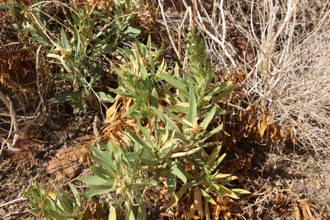 Whole plant