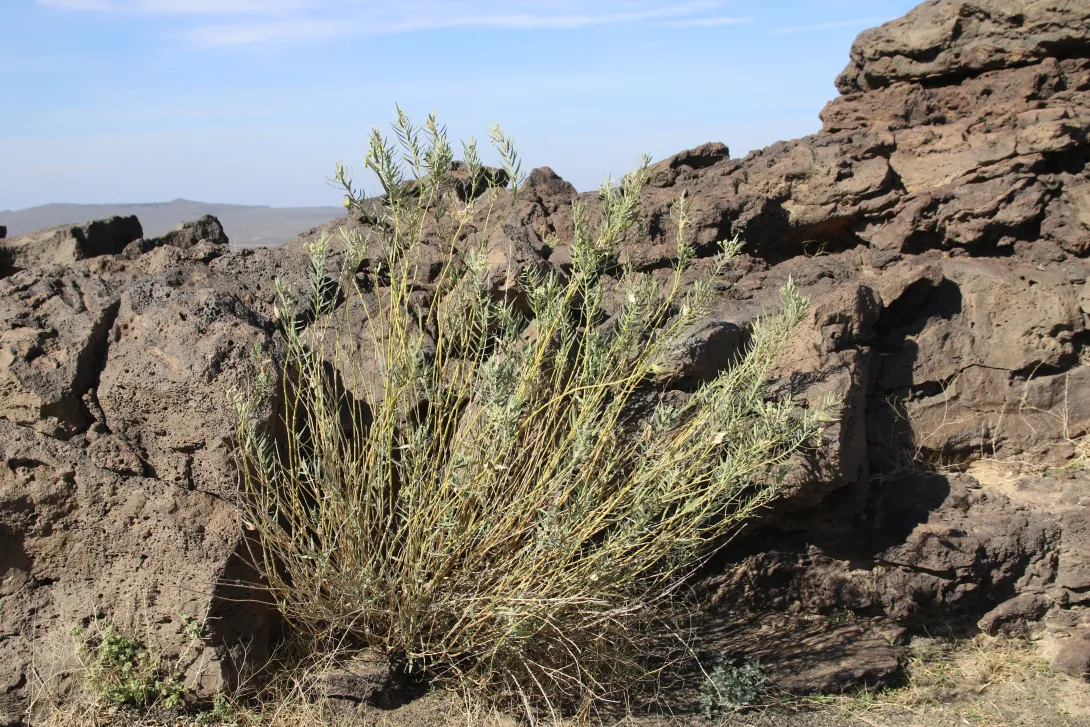 Whole plant