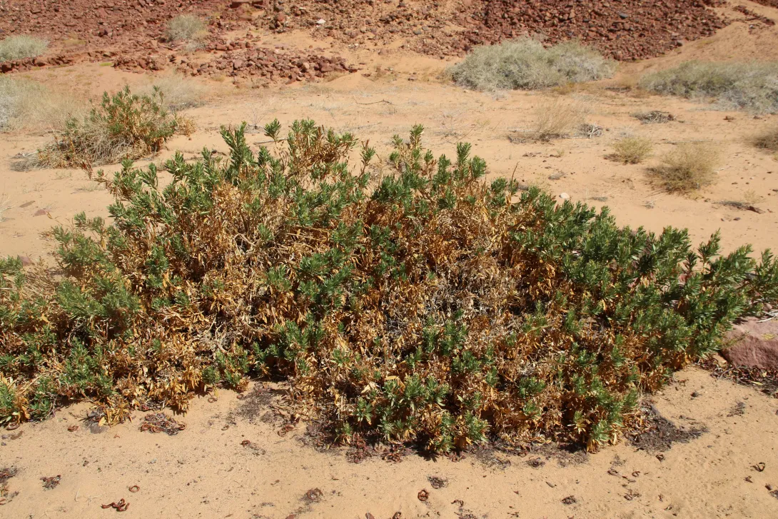 Whole plant