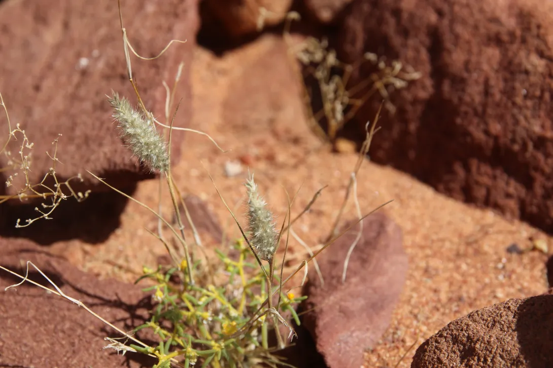 Whole plant