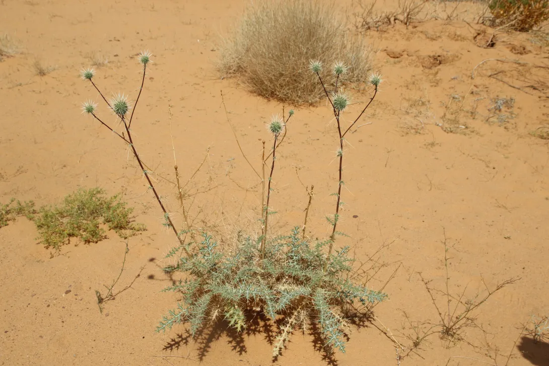 Whole plant