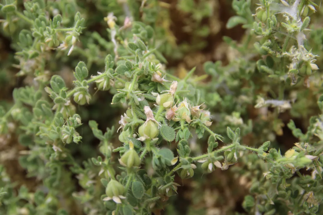 Zygophyllum molle fruits