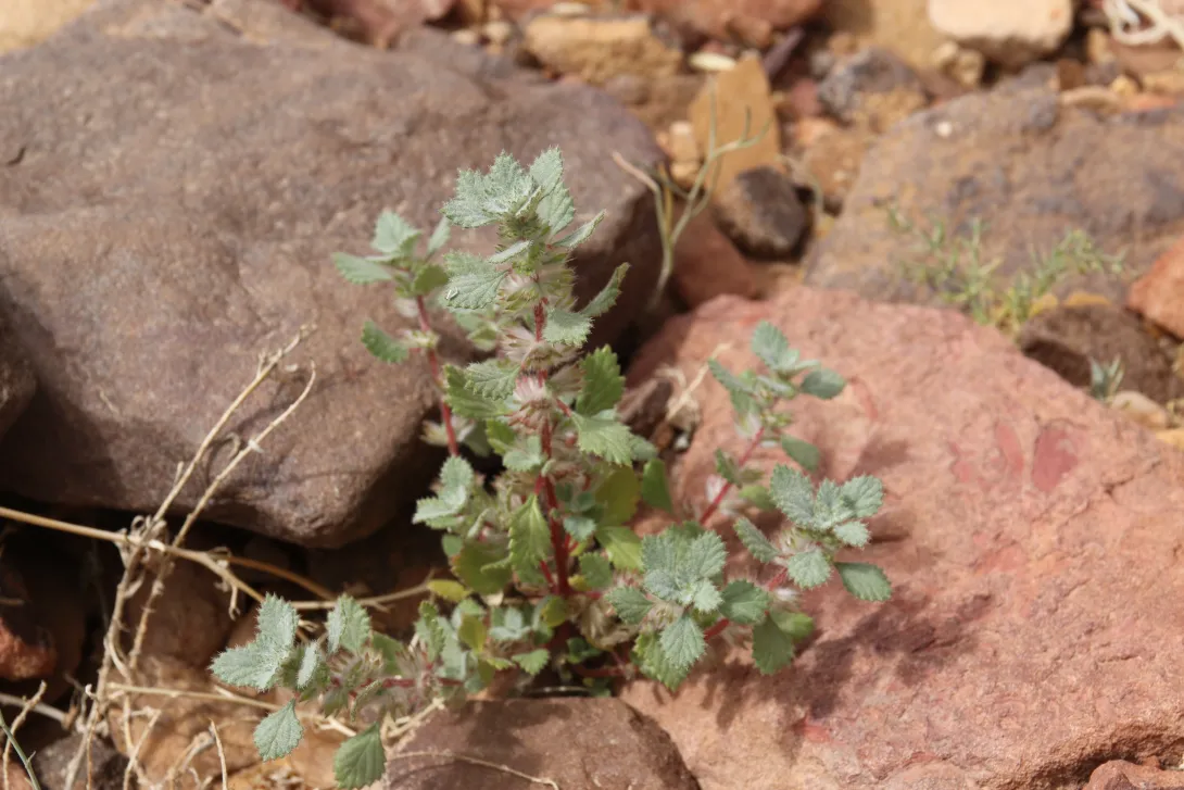 Whole plant
