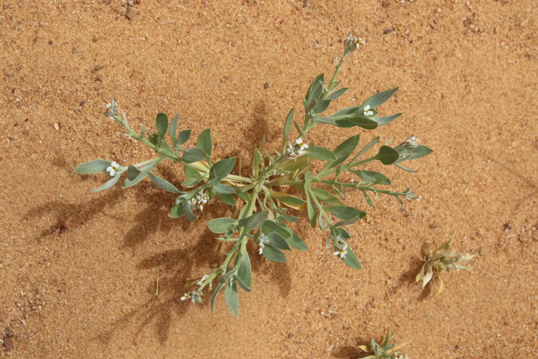 Whole plant with flowers