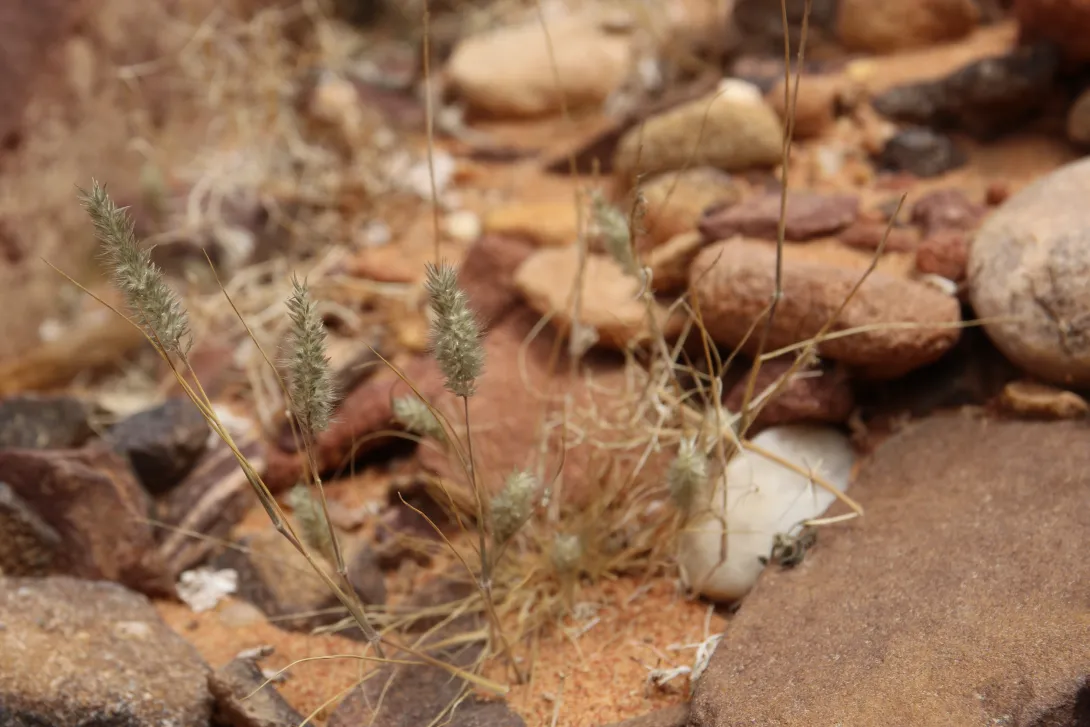 Whole plant