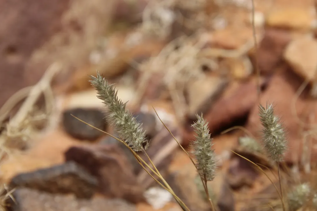 Enneapogon desvauxii fruits
