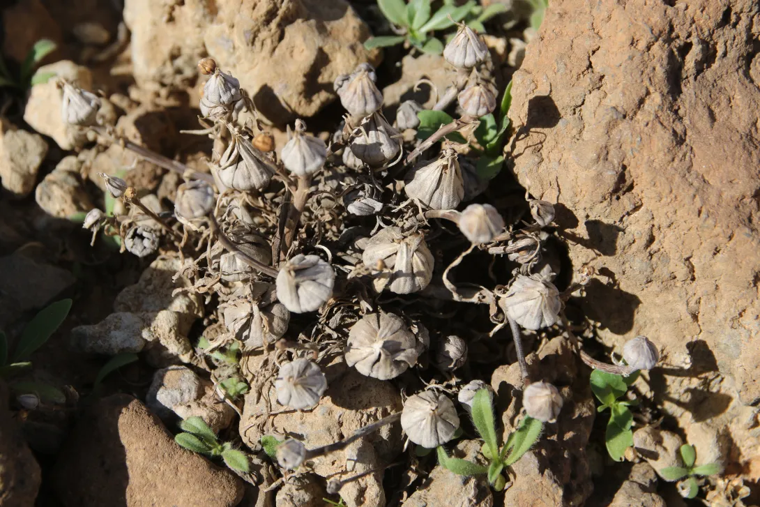 Pallenis hierochuntica fruits