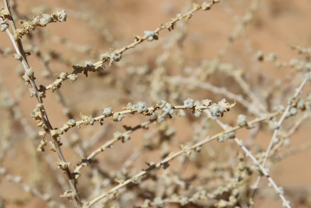 Traganum nudatum leaves