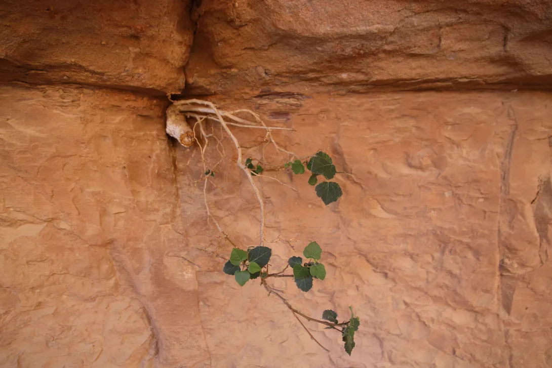 Whole plant
