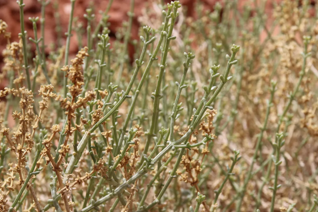 Leaves of Anabasis setifera