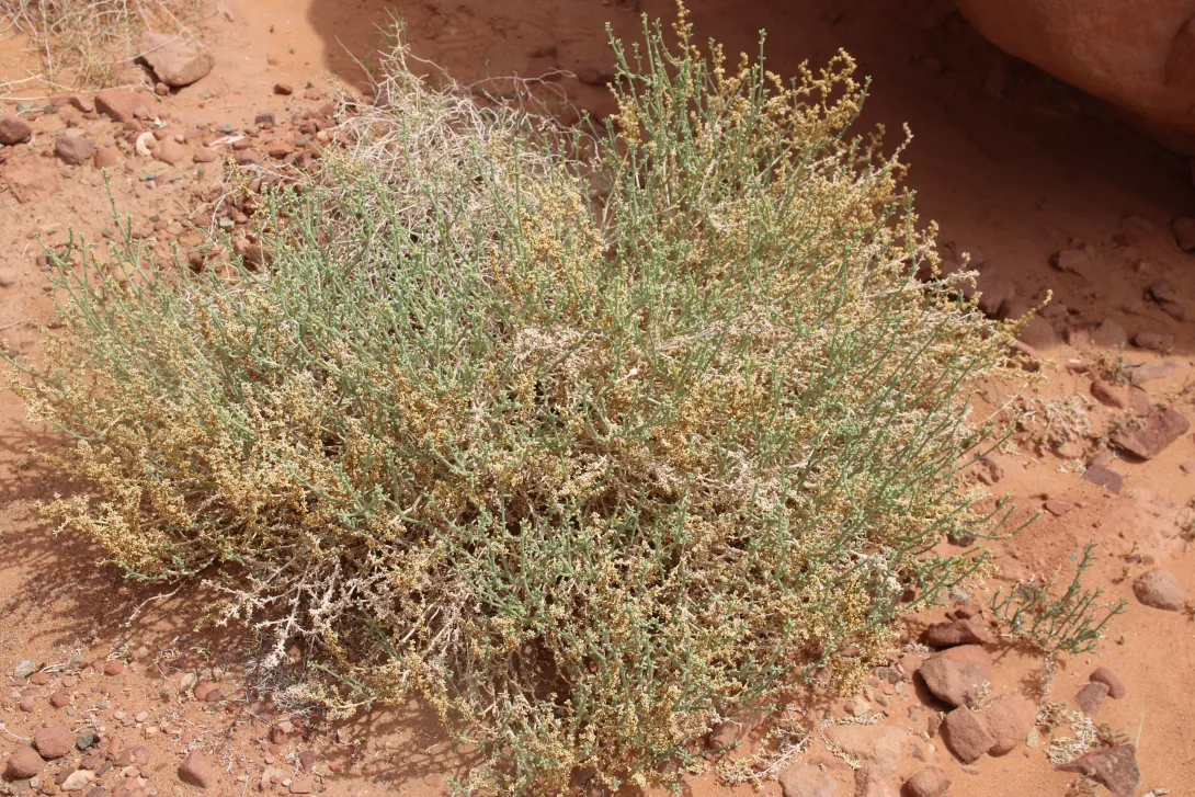 Whole plant